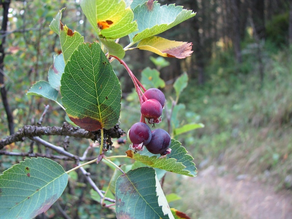 Serviceberries – Amelanchier alnifolia – still retain some blue-purple fruits, although many birds such as robins, cedar waxwings, western tanagers, have already consumed them to fuel their migration south.