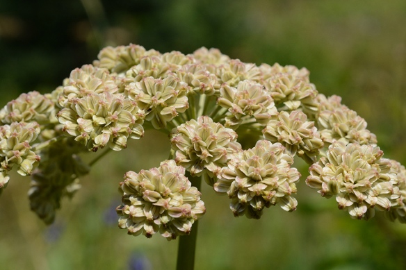 A. The umbels of fruits stand 5-6' feet high on smooth stems in moist locations.