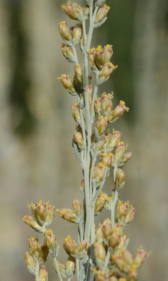 With Big Sagebrush, only a few individual flowers form the tiny flower heads, which are easily overlooked. 
