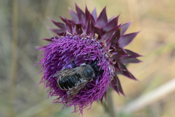 A bumblebee digs deep into the elongate violet blue flowers surrounded by the armour of stiff thick bracts. 