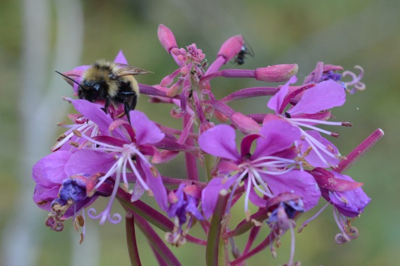  Fireweed is almost finished blooming, with bumblebees garnering the last bits of pollen and nectar. 