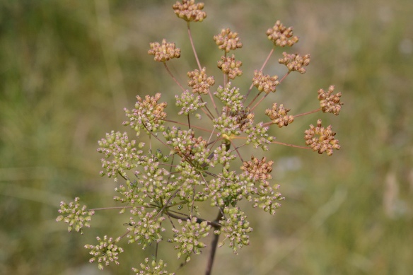 These plants bloomed late this summer predominantly in the sage flats. Fruits are short and relatively smooth. (see closeup below),