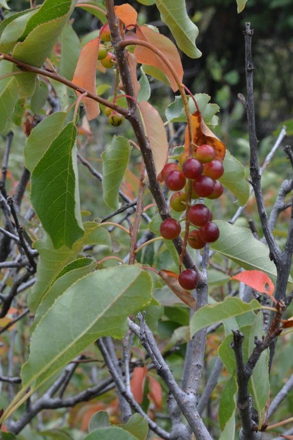 Chokecherry – Prunus virginiana – Arranged in a raceme, several fruits dangle on short stems from a central stalk. Chemicals in the pits and leaves convert to hydrocyanic acid in the stomach of humans and livestock, which inhibits cellular respiration and the ability to use oxygen: in short they are poisonous. On the other hand, the fruits, are relished by many animals and numerous insect species overcome the defense systems. This plant is important for sustaining biodiversity. 
