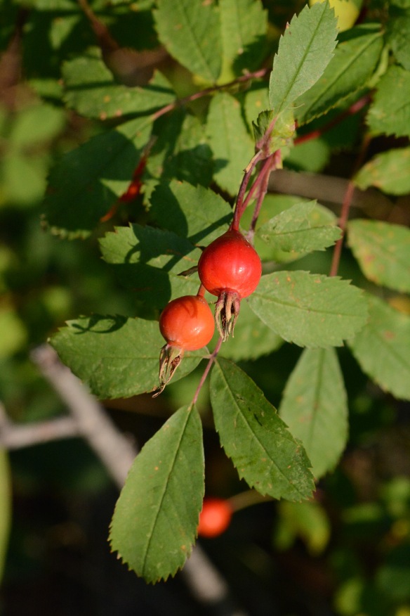 Wood’s Rose - Rosa woodsii – holds several fruit at the tips of twigs. Rose hips are particularly high in vitamin C, perhaps as much as 60x as much as lemons….but who eats a whole lemon? These fruits will last on the plants through much of the winter, providing food when other resources are short. 