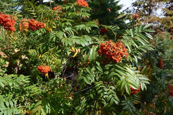 Mountain Ash – Sorbus scopulina - decorates the beginning of Ski Lake Trail and various canyons. Note the shiny compound leaves, as well as the clusters of orange fruits. 
