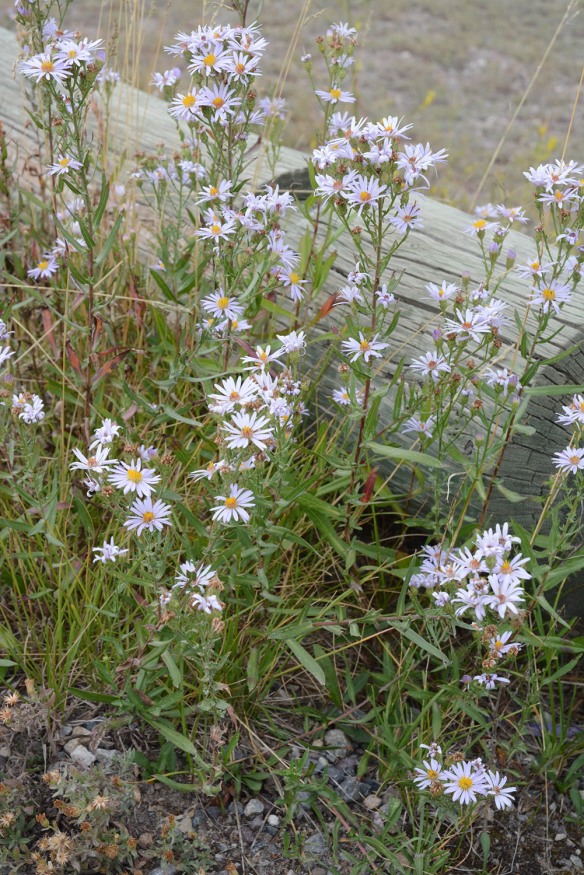 - is overall a smaller and bushier plant with the upper part of the 1-2’ stems covered with pale blue flowers. 