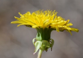 Note the two rows of bracts in Dandelions: the outer pair fold down, the inner pair are upright. Bracts are very helpful in ID of composite flowers.